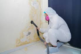 Best Basement Mold Removal  in Central City, IL